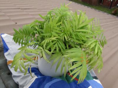 Ich glaube sie ist krank.<br />
Was hat sie und wie mache ich es weg?